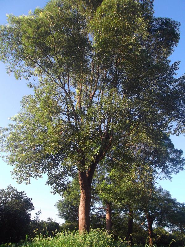 南京汤泉龙君苗圃场