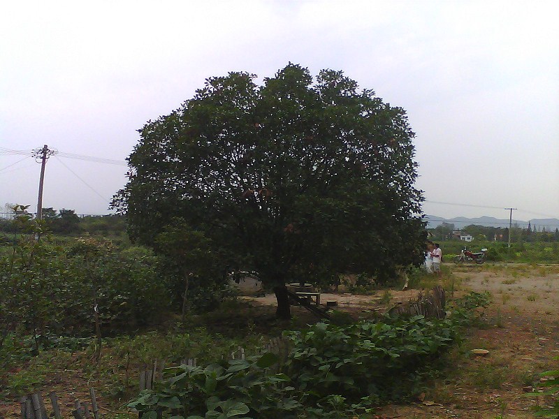 江西百姓苗木基地