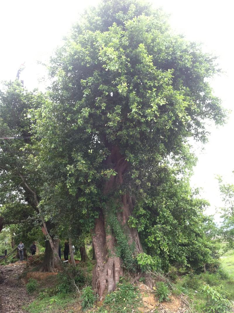 平阳县陈美莲花木种植场