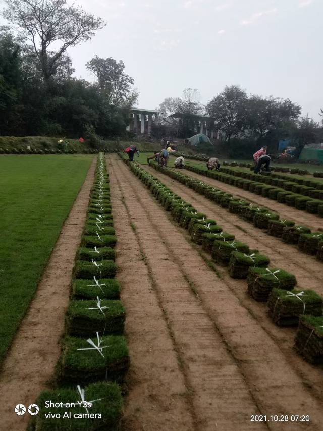 安徽滁州碧桂园草坪种植基地