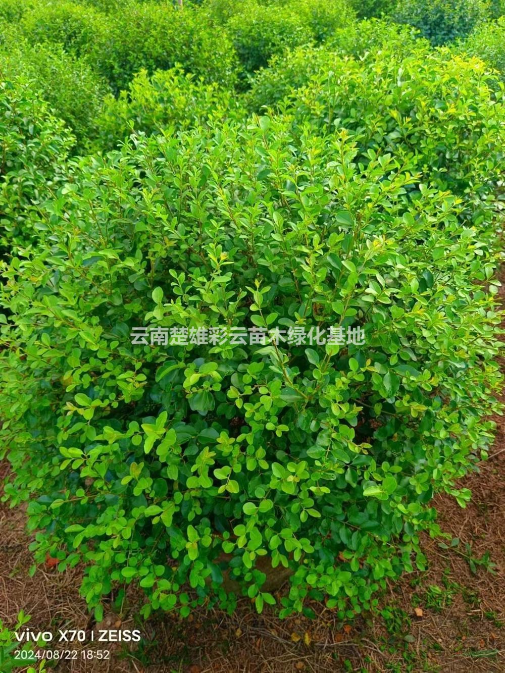 云南楚雄彩云苗木绿化基地