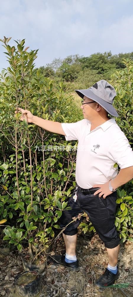 九江县中林苗木经营站