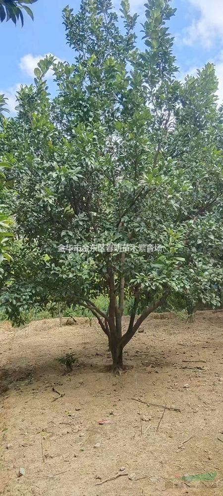 金华市金东区春明苗木繁育场