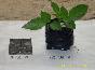 营养袋、育苗袋、无纺布植树袋、育苗杯营养钵