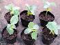 花盆营养钵12*10营养钵