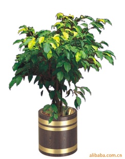 订制郁金香花盆 黑胡桃木纹花盆 酒店大堂花盆套 不锈钢花盆