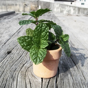 迷你型 红陶花盆 有孔 多肉植物花盆 适合养护小盆栽绿植 15#