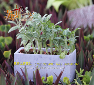 环境绿化花盆 环境绿化装饰花盆 迷你花盆批发 园林绿化花盆工厂