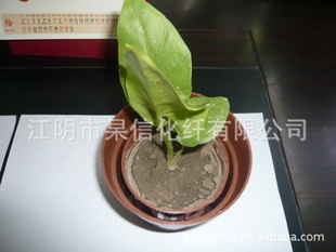 优质出口塑料花盆,育苗钵,环保花盆,花盆批发