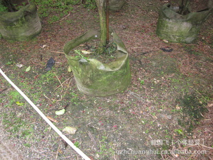 出售销售销售湖南花盆容器植树袋 美植袋 植花袋厂家直销