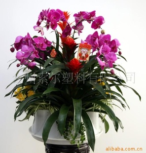 年宵花盆