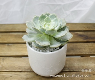 陶瓷花盆批发 花盆容器 园艺花盆 迷你花盆 zakka花盆G18