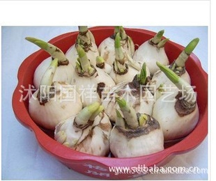 水仙花专用塑料花盆塑料花盆 水仙花盆 红色 水仙花盆