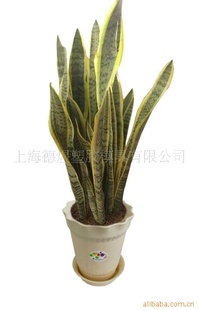 维罗纳花盆 塑料小花盆 虎皮兰花盆 杏色塑料花盆批发 园艺花盆