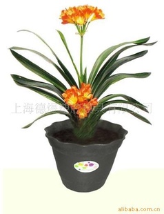 维罗纳品牌 黑色塑料小花盆 君子兰植物花盆 黑色花盆批发