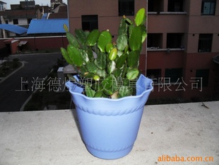 维罗纳品牌 蓝色塑料花盆容器与植物搭配 阳台摆放 家居花盆
