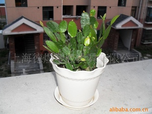 白色小花盆与植物搭配  阳台摆放花盆带盆托
