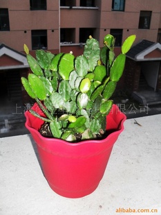 红色植物小花盆  家庭摆放花盆