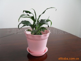 维罗纳品牌 粉红色小花盆与植物搭配  室内小盆栽 圆形花盆花盆