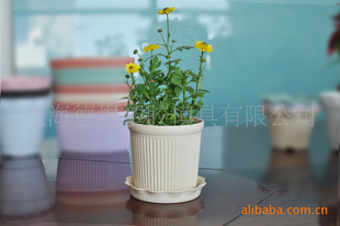 杏色圆形条纹花盆 园艺用盆 植物花盆 PP材质花盆 园艺用品