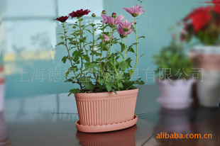 维罗纳品牌 椭圆塑料花盆批发 塑料盆 园艺塑料花盆 DIY塑料花盆