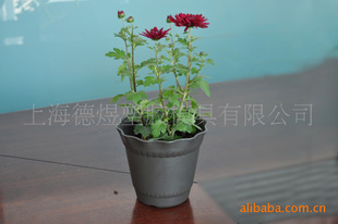 黑色圆形塑料花盆 种子花盆 家庭阳台花盆 植物花盆容器 园艺花盆