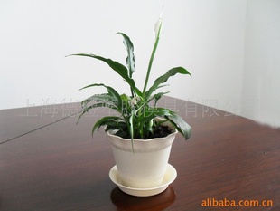 维罗纳品牌 杏色小花盆与植物搭配  室内塑料花盆 圆形花盆批发