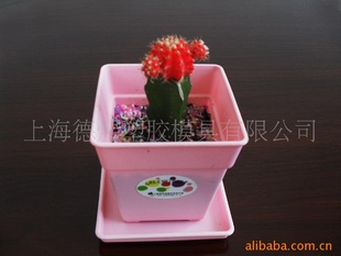 仙人掌植物与粉红色小花盆