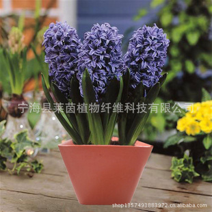 专业生产环保家庭花盆  竹纤维环保园艺花盆  WL-H-001