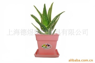 维罗纳品牌 塑料小花盆 方形粉红芦荟花盆 芦荟花盆批发