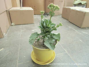 【专业生产】室内植物纤维可降解花盆   黄色花盆盆栽  WL-H-006