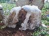 为客户量身订做各种奇石假山石湖边石