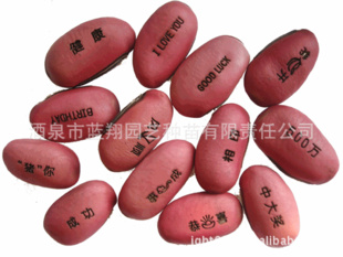 厂家直销花卉种子、魔豆、植物种子、精美花盆种子批发、魔豆种子