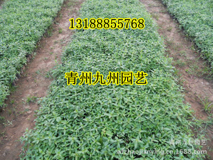 千屈菜 水生植物 千屈菜苗 盆栽千屈菜 营养钵千屈菜 多年生