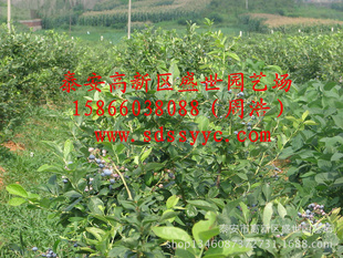 盛世园艺场批发当年结果蓝莓果树苗盆栽优质蓝莓苗 带营养钵发货