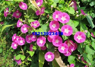 绿化盆花矮牵牛/营养钵矮牵牛花