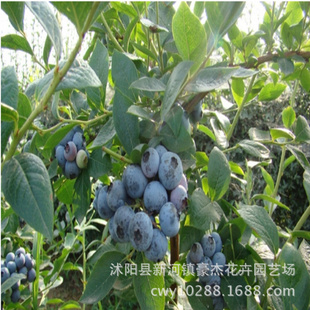 蓝莓树苗 盆栽优质蓝莓苗 南方果树苗 带营养钵发货 确保成活