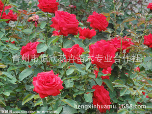 基地大量绿化营养钵月季。蔷薇成活率高价低