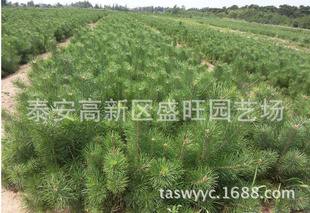 绿化用苗 各规格龙柏球 龙柏苗高成活率营养钵龙柏的好处