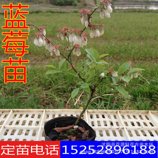 蓝莓树苗 优质蓝莓苗 南方果树苗 兔眼蓝莓带营养钵发货 确保成活