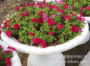 绿化盆花矮牵牛/营养钵矮牵牛花