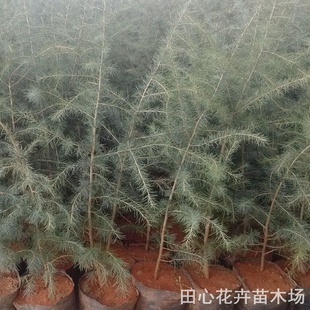 带营养钵的雪松小树苗、保证*成活、高度在50-150CM高