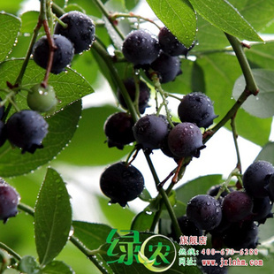 正宗达柔蓝莓 南高丛蓝莓 两年生营养钵苗 当年挂果 高档蓝莓果苗