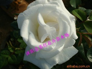 月季花苗 带营养钵出售
