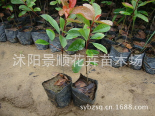 销售 红叶石楠苗 带营养钵