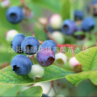 批发南方品种 公爵蓝莓 北高丛蓝莓树苗 带营养钵发货