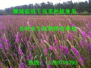 ǧ  Ӫǧ  ṩָ