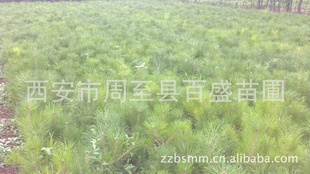 苗木批发营养钵油松苗40-60公分甘肃油松苗宁夏油松苗内蒙油松苗