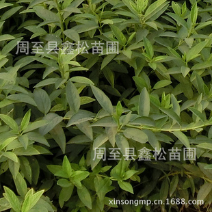 批发连翘 丛生花灌木连翘 农户自产大量营养钵装连翘