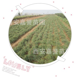 容器袋营养袋营养钵油松小苗 油松苗 量大从优